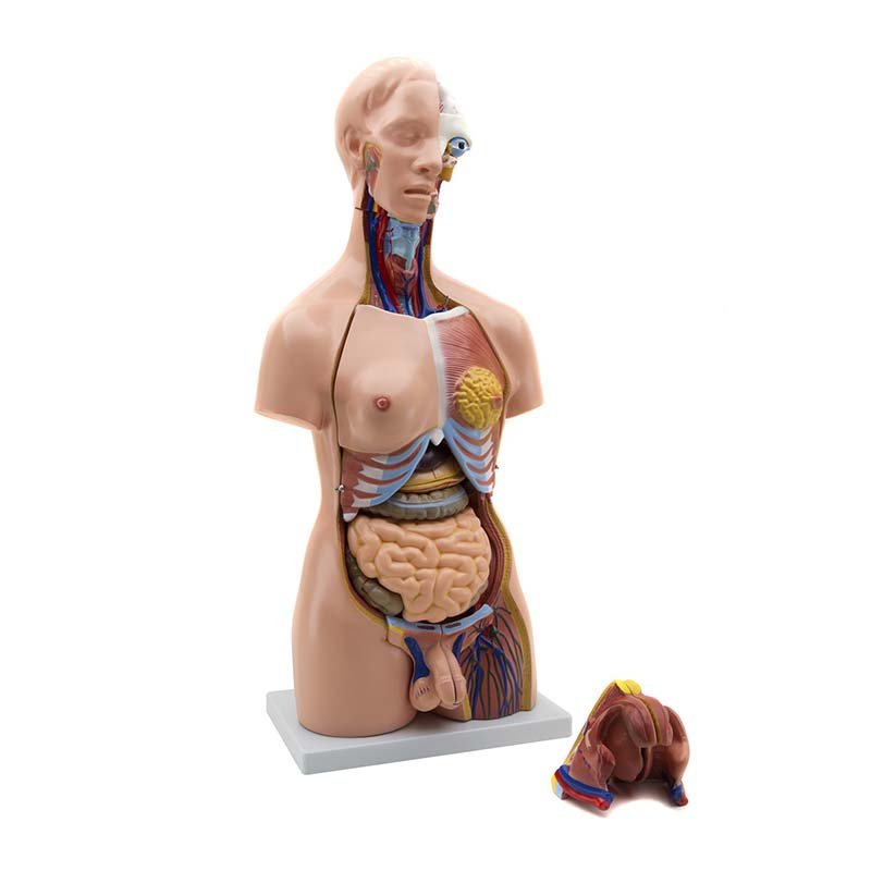 Žmogaus torsas – vyriškas ir moteriškas